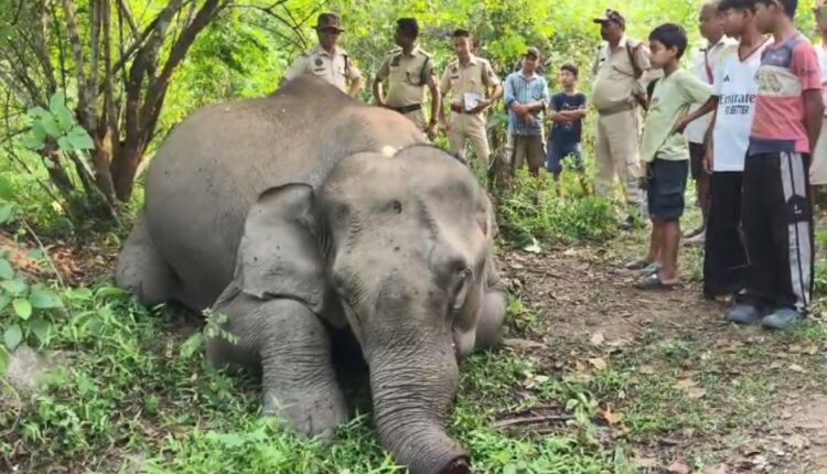 elephant killing in Assam